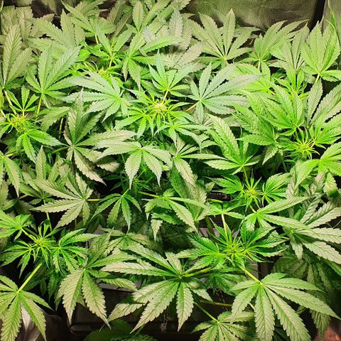 Pineapple growlog timeline photo