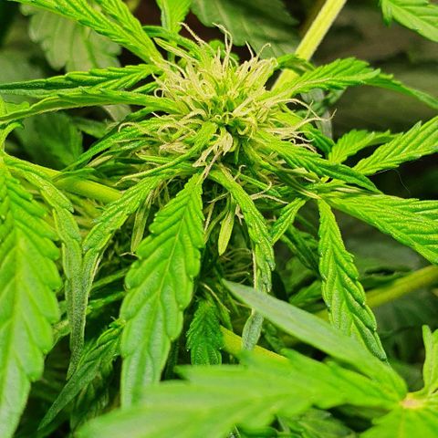 Pineapple growlog timeline photo