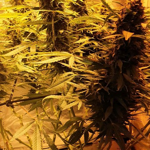 Purple growlog timeline photo