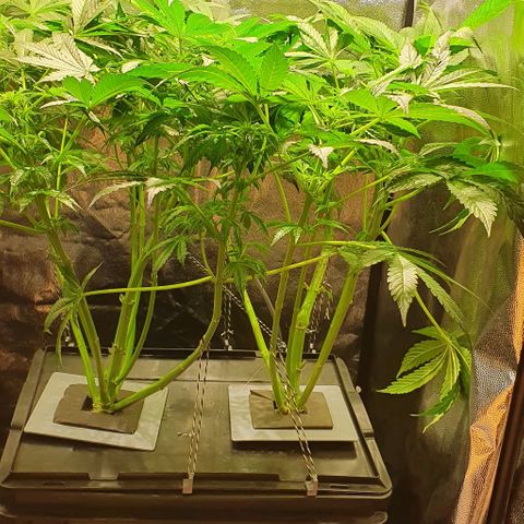 Pineapple growlog timeline photo