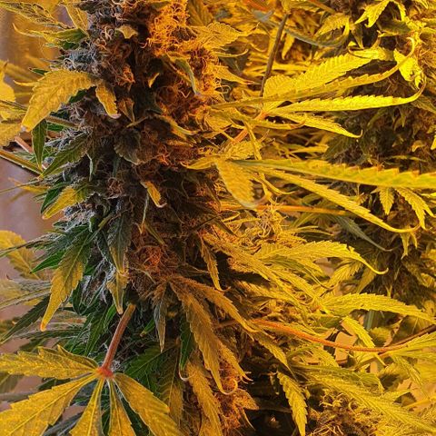Purple growlog timeline photo