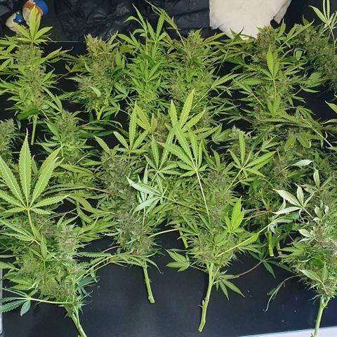 Purple growlog timeline photo