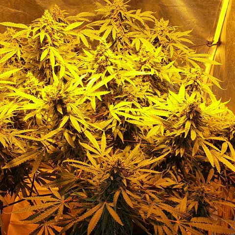 Purple growlog timeline photo
