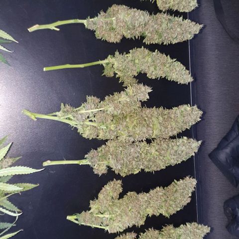 Purple growlog timeline photo