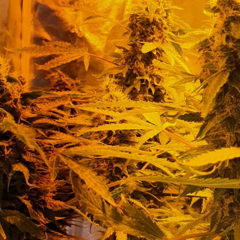 Purple growlog timeline photo