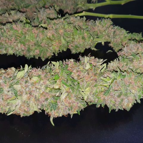 Purple growlog timeline photo
