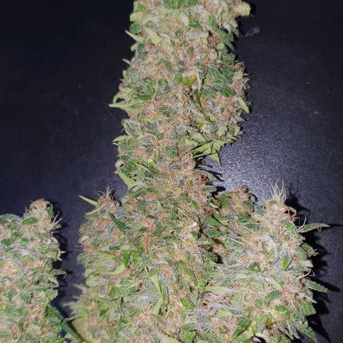 Purple growlog timeline photo