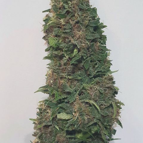 Purple growlog timeline photo