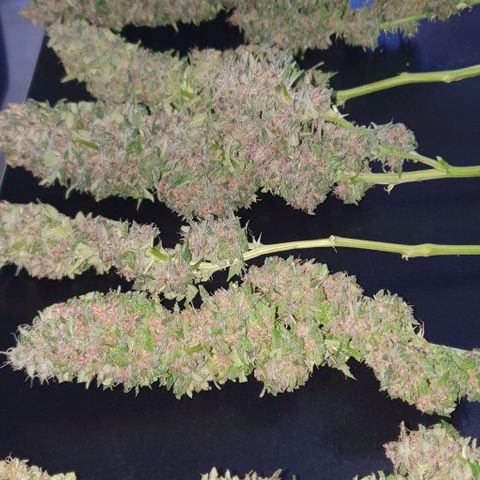 Purple growlog timeline photo