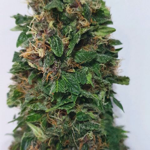 Purple growlog timeline photo