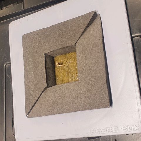 Auto Pineapple Candy growlog timeline photo