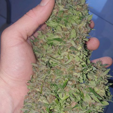 Purple growlog timeline photo