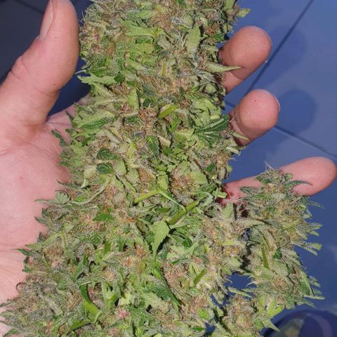 Purple growlog timeline photo