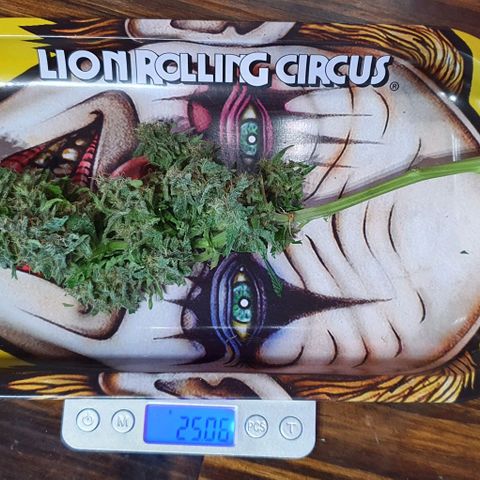 Purple growlog timeline photo