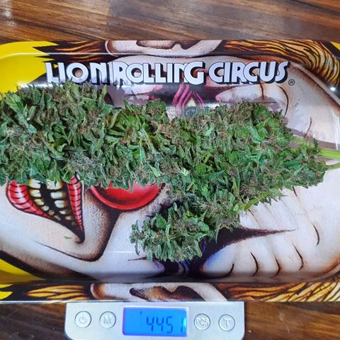 Purple growlog timeline photo
