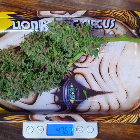 Purple growlog timeline photo