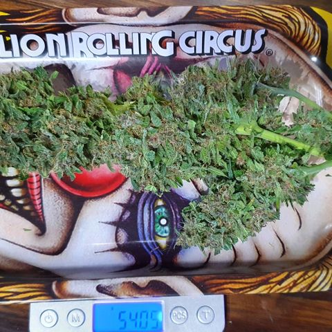 Purple growlog timeline photo