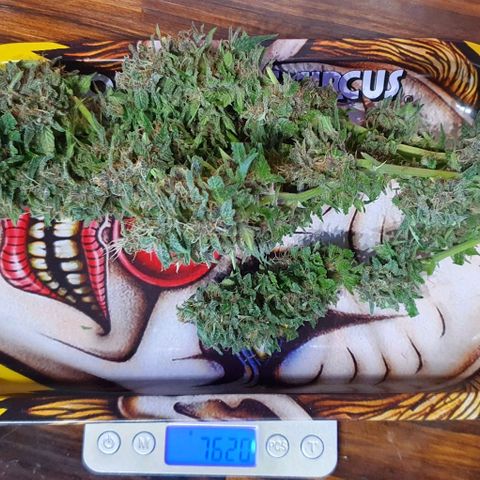Purple growlog timeline photo