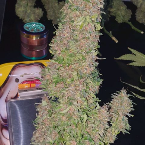 Purple growlog timeline photo