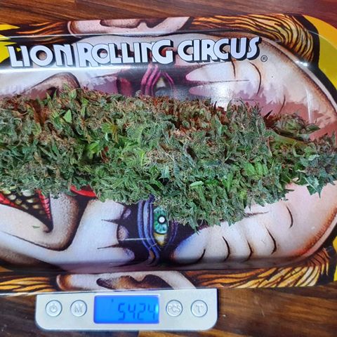 Purple growlog timeline photo