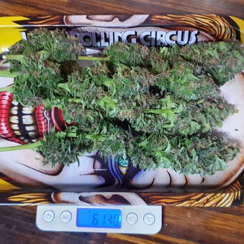 Purple growlog timeline photo