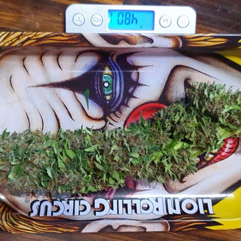 Purple growlog timeline photo