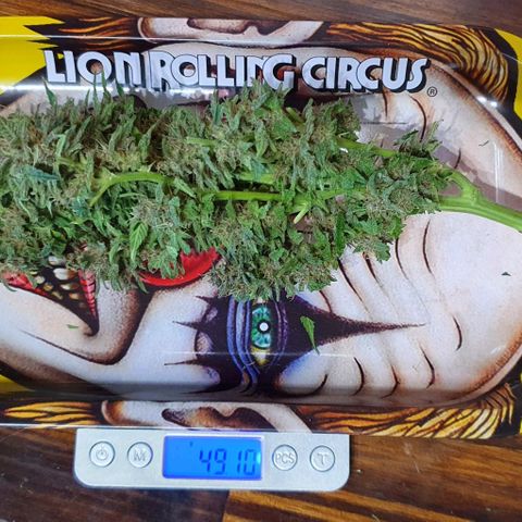 Purple growlog timeline photo