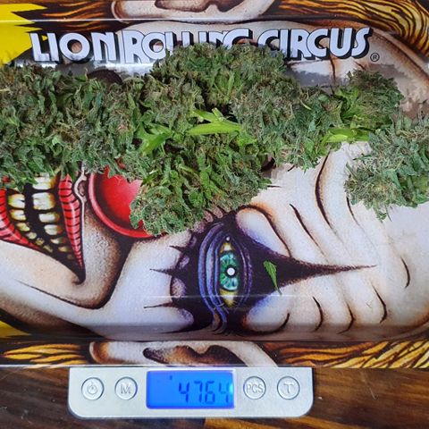 Purple growlog timeline photo