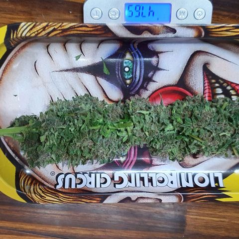 Purple growlog photo: Peso Total Humedo: 815g