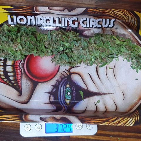 Purple growlog photo: Peso Total Humedo: 815g