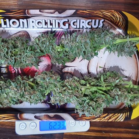 Purple growlog photo: Peso Total Humedo: 815g