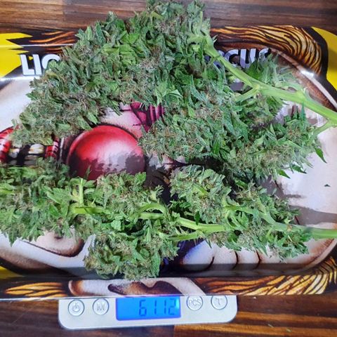 Purple growlog photo: Peso Total Humedo: 815g