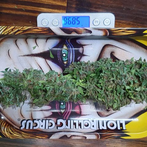 Purple growlog photo: Peso Total Humedo: 815g