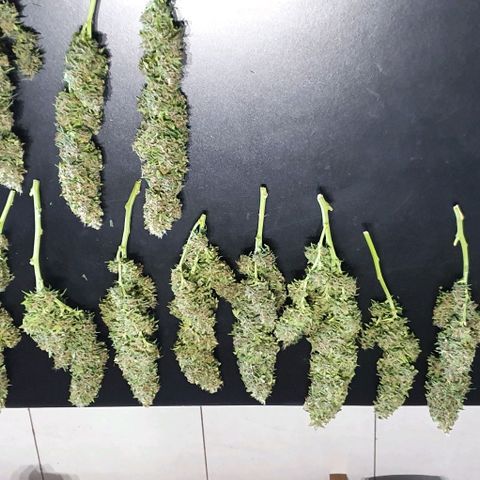 Purple growlog photo: Peso Total Humedo: 815g