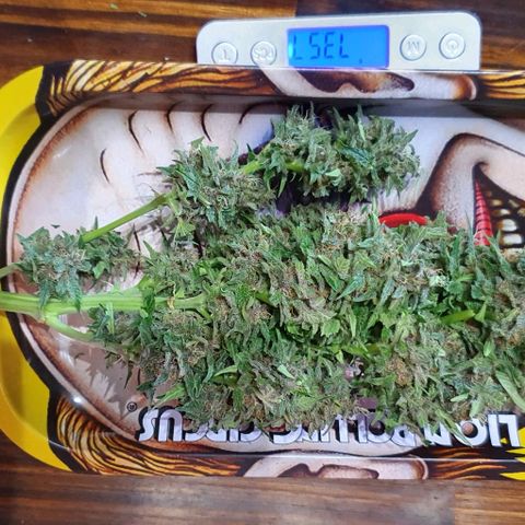 Purple growlog photo: Peso Total Humedo: 815g