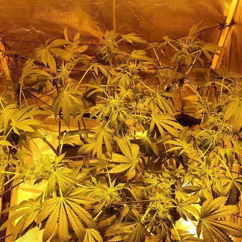 Pineapple growlog timeline photo