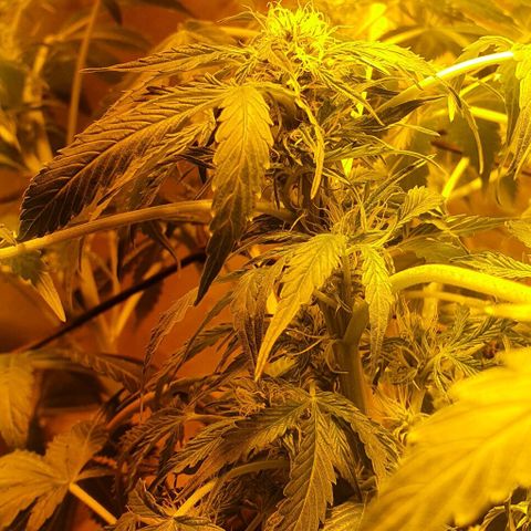Pineapple growlog timeline photo