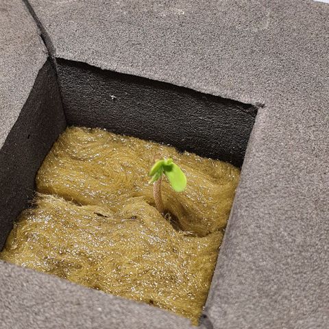 Auto Pineapple Candy growlog timeline photo