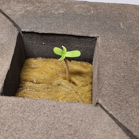 Auto Pineapple Candy growlog timeline photo