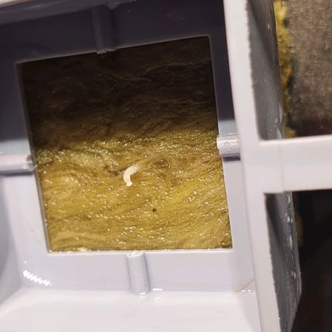 Auto Pineapple Candy growlog timeline photo