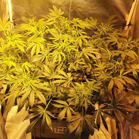 Pineapple growlog timeline photo
