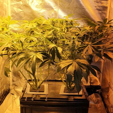 Pineapple growlog timeline photo