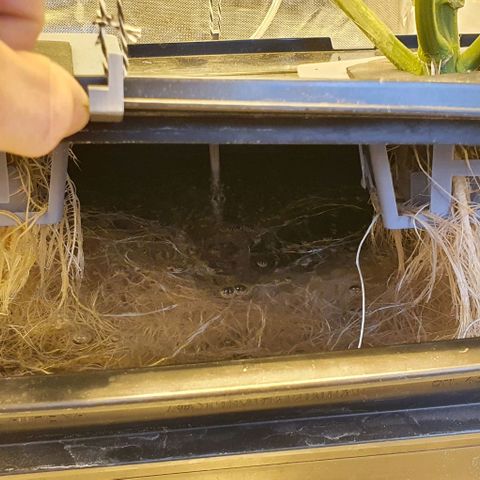 Pineapple growlog timeline photo