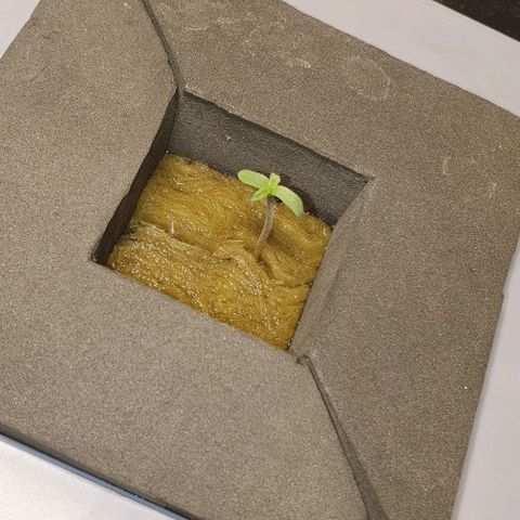 Auto Pineapple Candy growlog timeline photo