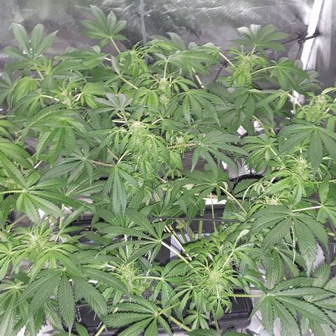 Pineapple growlog timeline photo