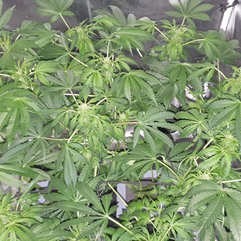 Pineapple growlog timeline photo