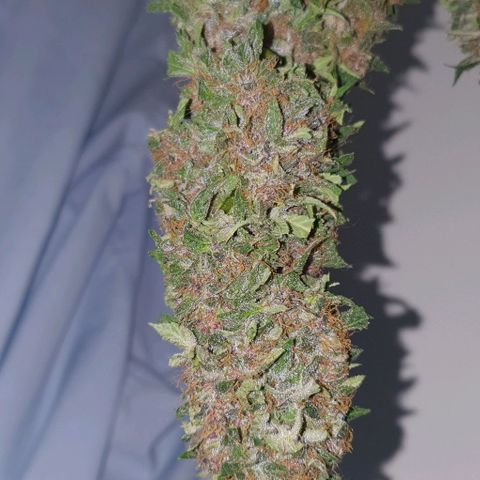 Purple growlog timeline photo
