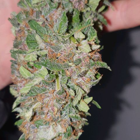 Purple growlog timeline photo