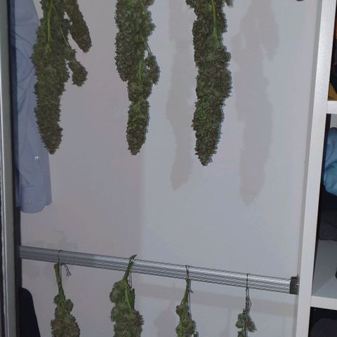 Purple growlog timeline photo