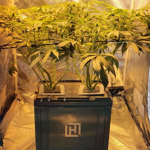 Pineapple growlog timeline photo